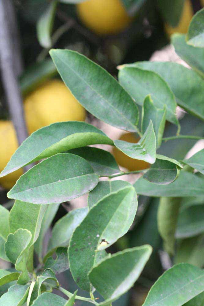            Sun leaves (Limoneira, Winter Haven, FL)   